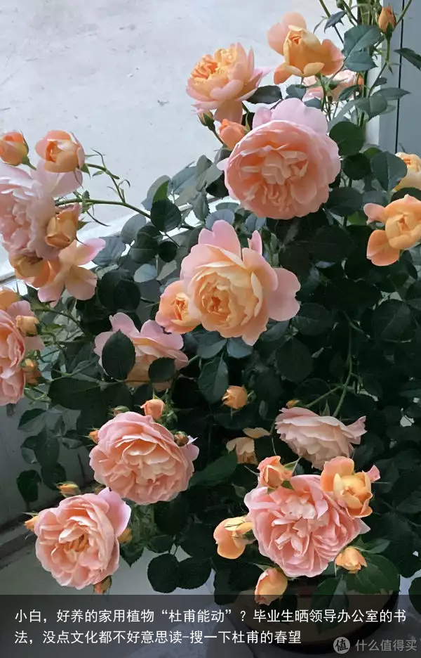 小白，好养的家用植物