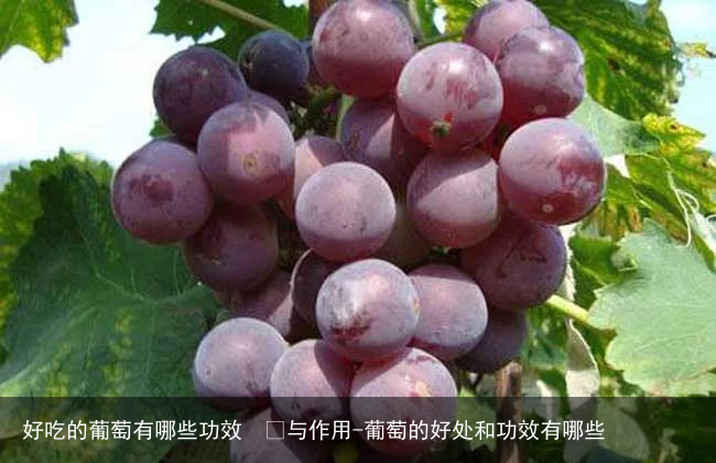 好吃的葡萄有哪些功效  	与作用-葡萄的好处和功效有哪些