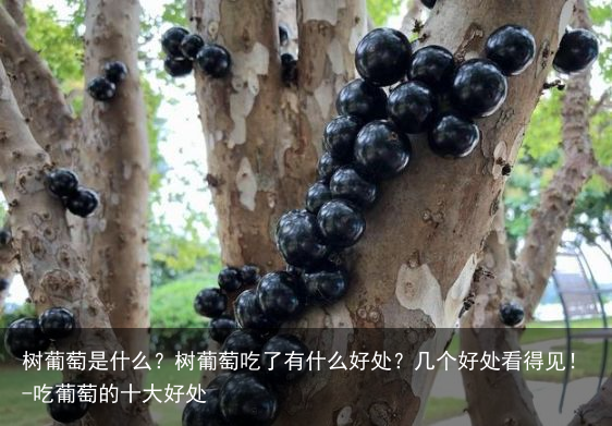 树葡萄是什么？树葡萄吃了有什么好处？几个好处看得见！-吃葡萄的十大好处