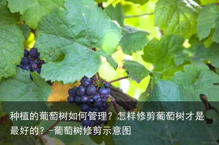种植的葡萄树如何管理？怎样修剪葡萄树才是最好的？-葡萄树修剪示意图
