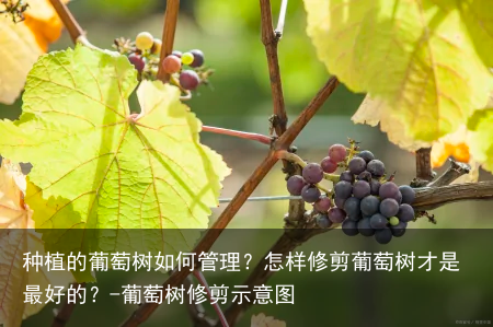 种植的葡萄树如何管理？怎样修剪葡萄树才是最好的？-葡萄树修剪示意图
