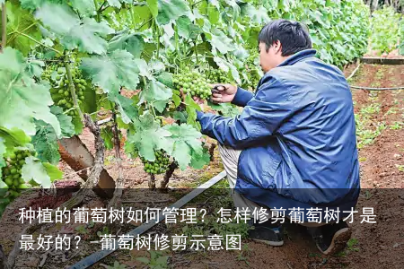 种植的葡萄树如何管理？怎样修剪葡萄树才是最好的？-葡萄树修剪示意图