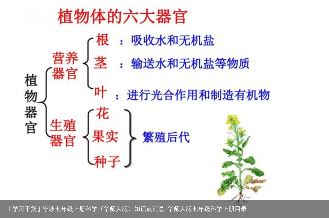 「学习干货」宁波七年级上册科学（华师大版）知识点汇总-华师大版七年级科学上册目录