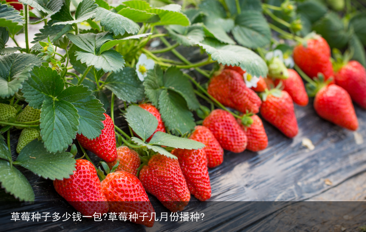草莓种子多少钱一包?草莓种子几月份播种?