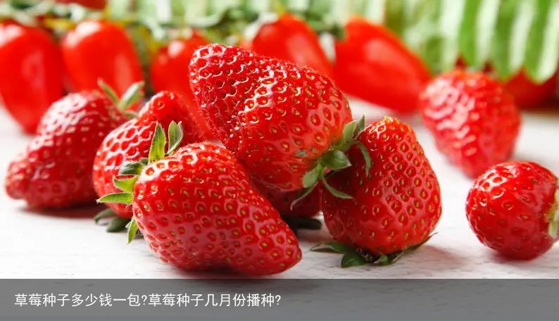 草莓种子多少钱一包?草莓种子几月份播种?