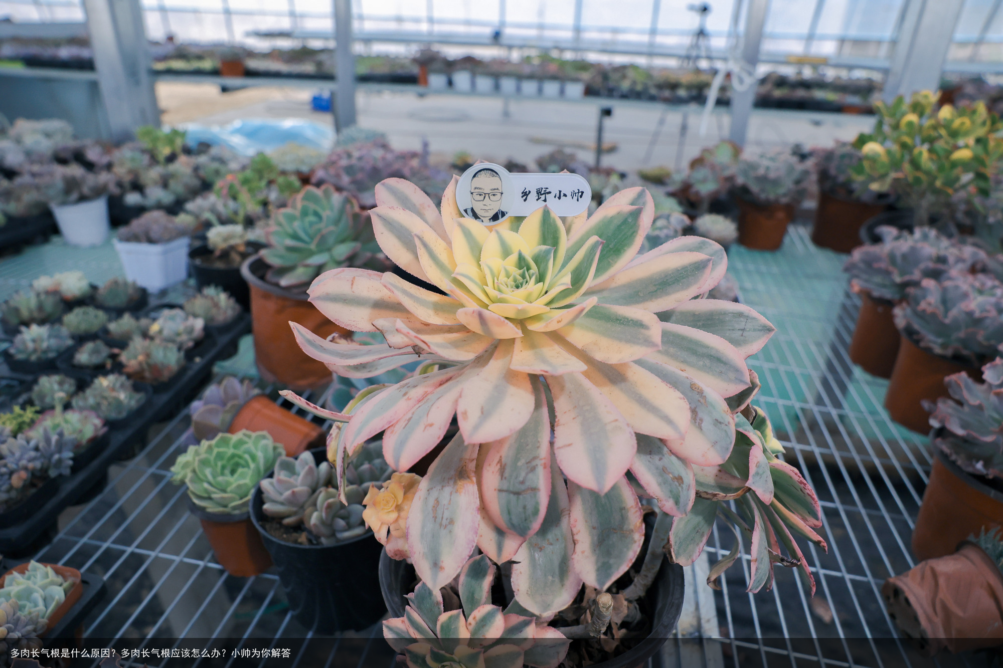 多肉长气根是什么原因？多肉长气根应该怎么办？小帅为你解答