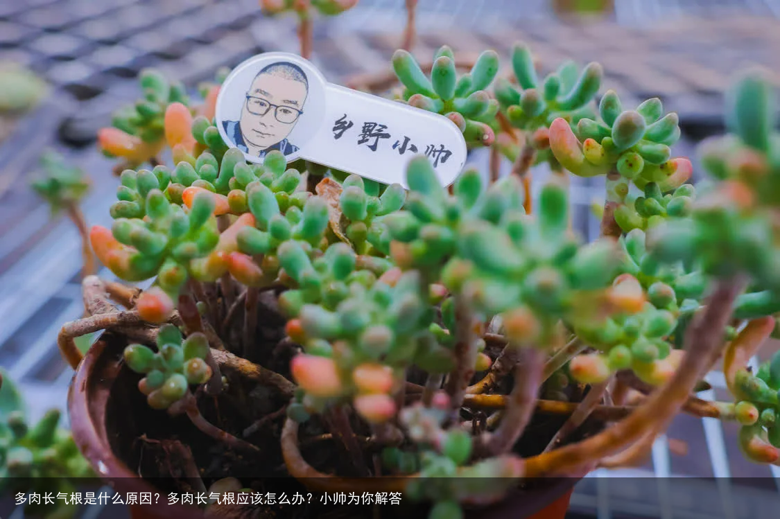 多肉长气根是什么原因？多肉长气根应该怎么办？小帅为你解答