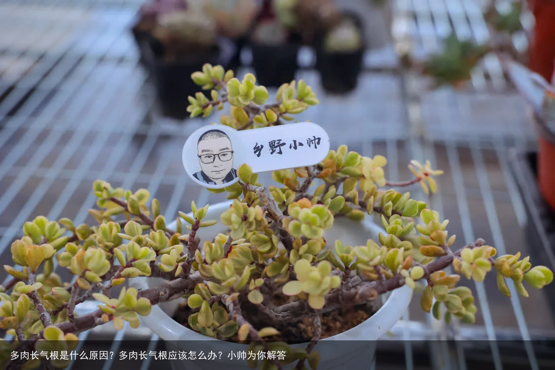 多肉长气根是什么原因？多肉长气根应该怎么办？小帅为你解答