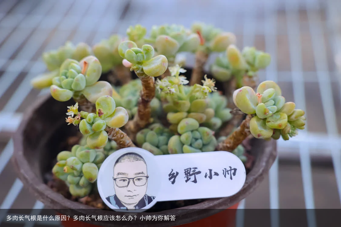 多肉长气根是什么原因？多肉长气根应该怎么办？小帅为你解答