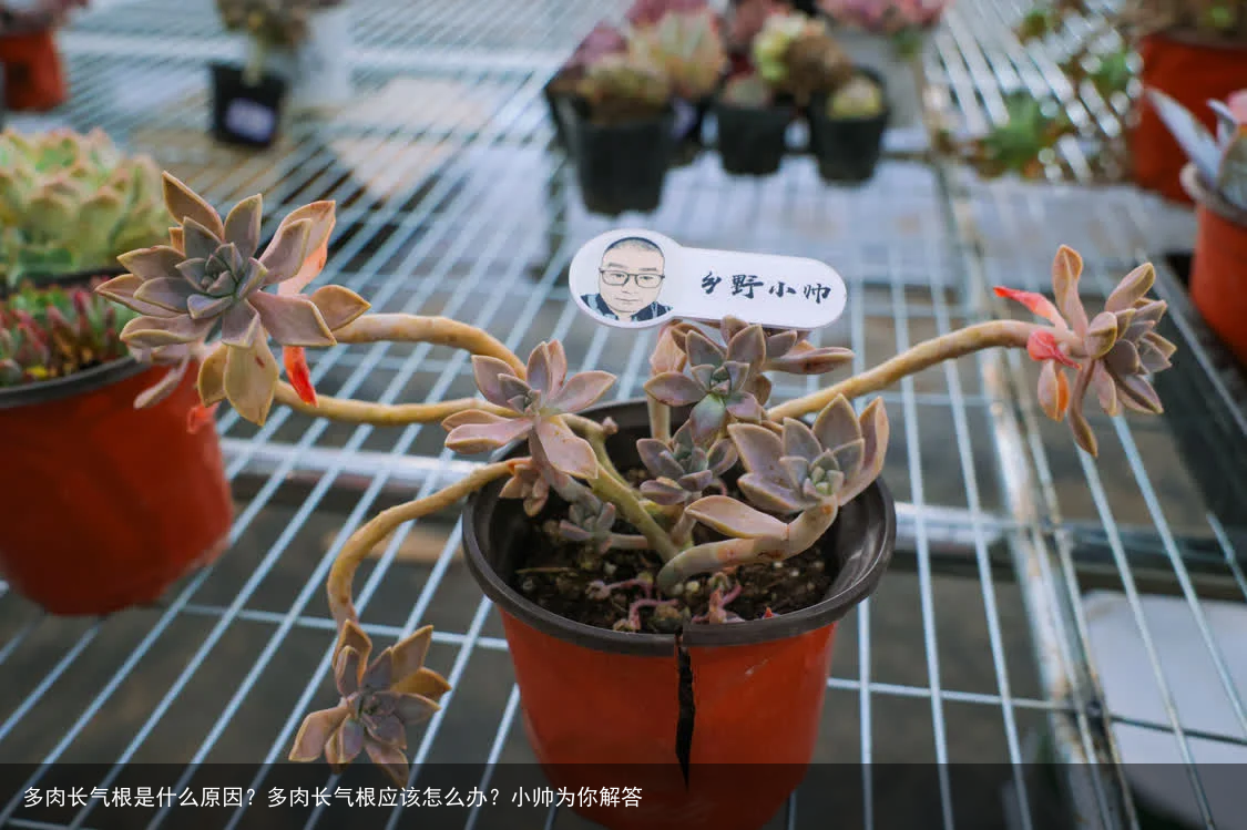 多肉长气根是什么原因？多肉长气根应该怎么办？小帅为你解答
