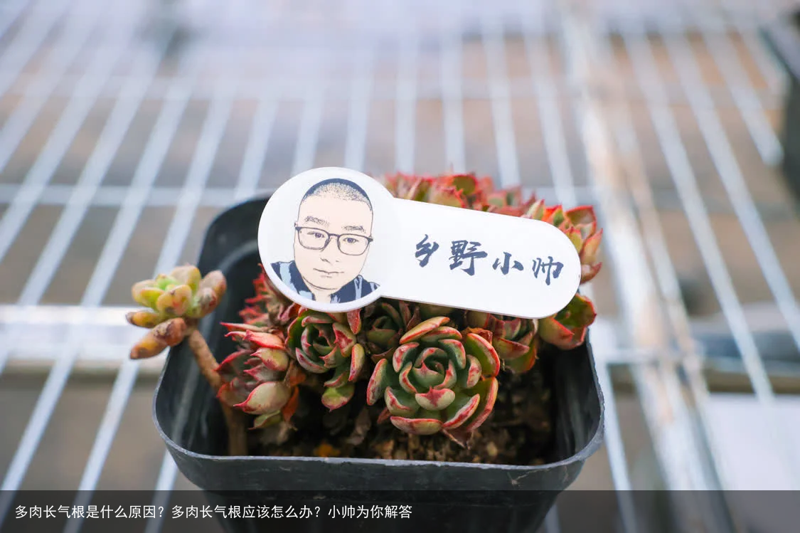 多肉长气根是什么原因？多肉长气根应该怎么办？小帅为你解答