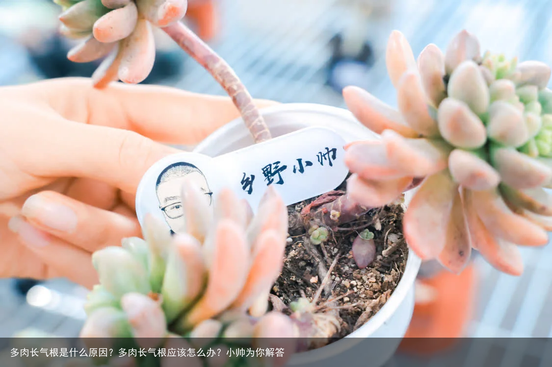 多肉长气根是什么原因？多肉长气根应该怎么办？小帅为你解答