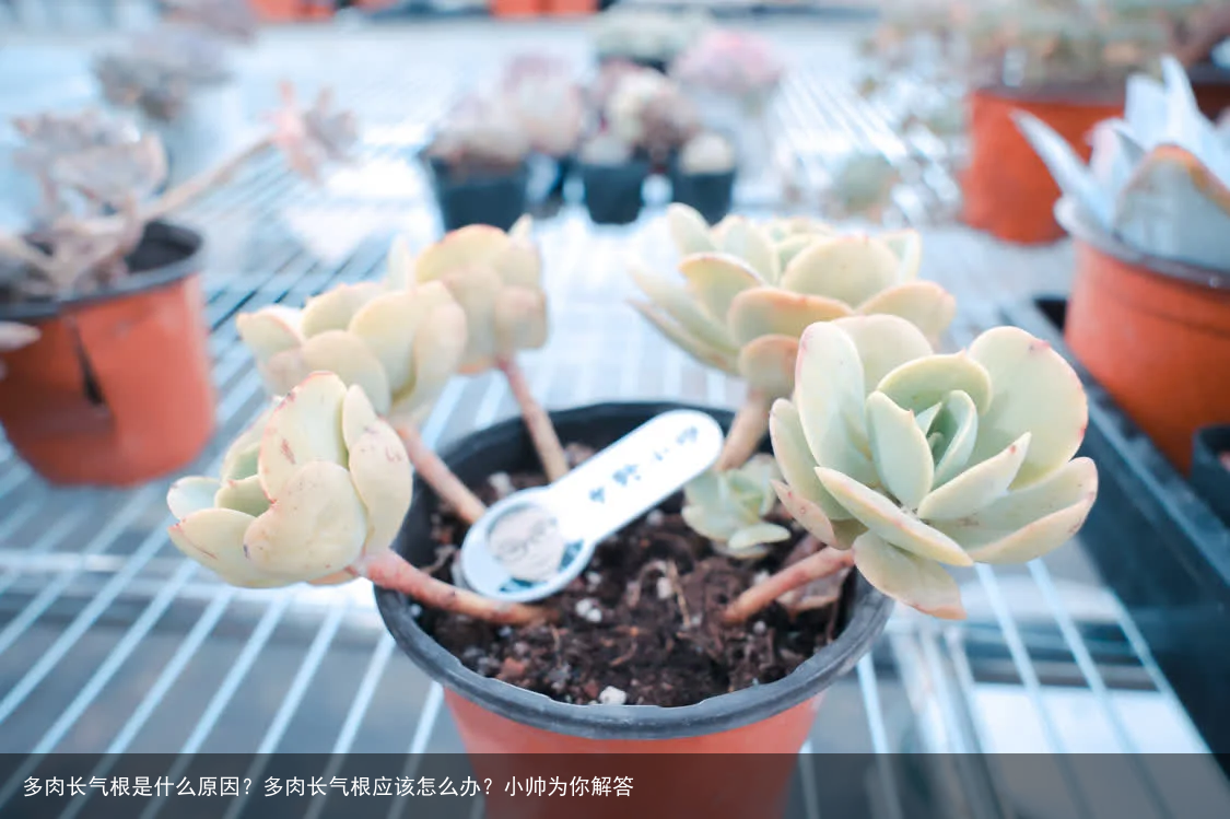 多肉长气根是什么原因？多肉长气根应该怎么办？小帅为你解答