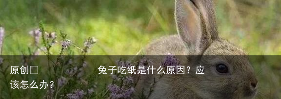 兔子吃纸是什么原因？应该怎么办？