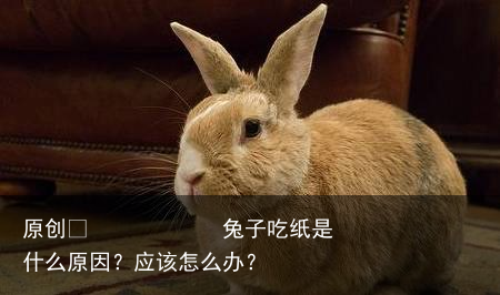 兔子吃纸是什么原因？应该怎么办？