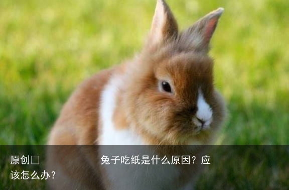 兔子吃纸是什么原因？应该怎么办？