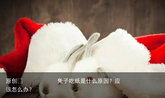 兔子吃纸是什么原因？应该怎么办？