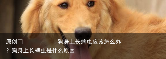 狗身上长蜱虫应该怎么办？狗身上长蜱虫是什么原因