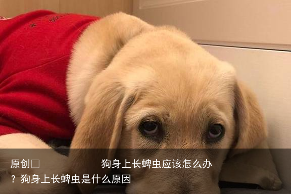 狗身上长蜱虫应该怎么办？狗身上长蜱虫是什么原因
