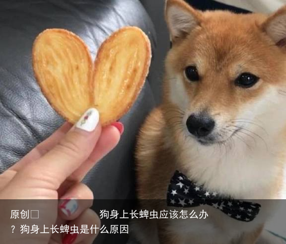 狗身上长蜱虫应该怎么办？狗身上长蜱虫是什么原因