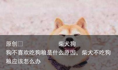 柴犬狗狗不喜欢吃狗粮是什么原因，柴犬不吃狗粮应该怎么办