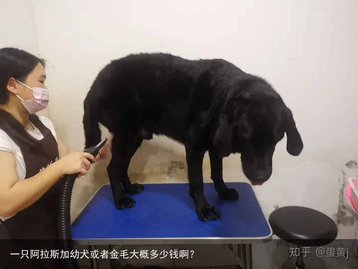 一只阿拉斯加幼犬或者金毛大概多少钱啊？