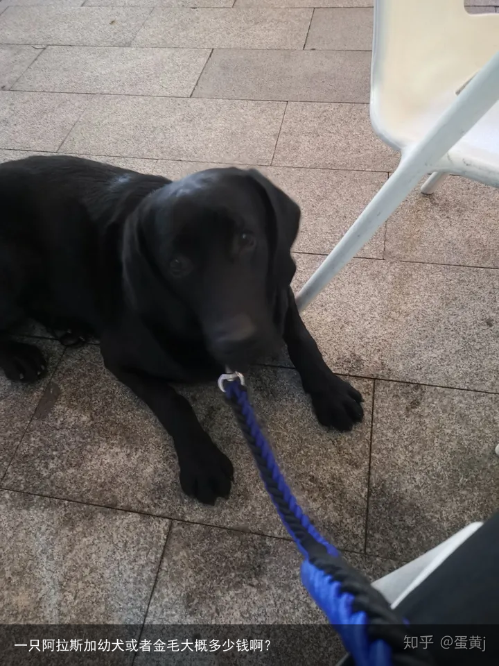 一只阿拉斯加幼犬或者金毛大概多少钱啊？