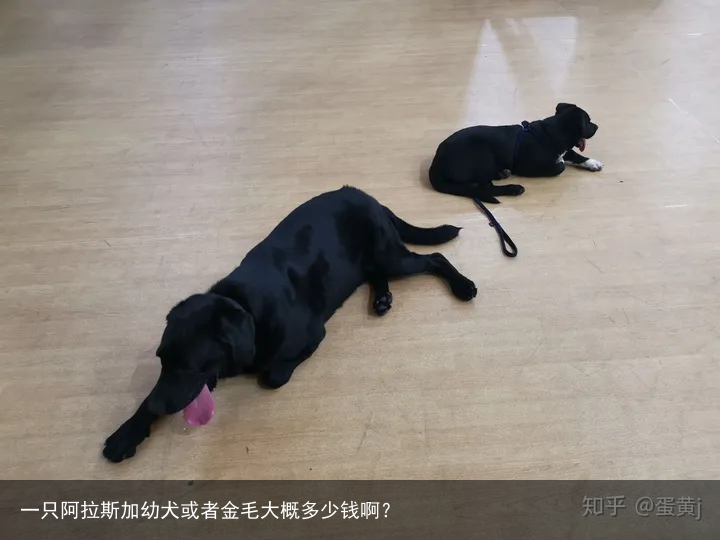 一只阿拉斯加幼犬或者金毛大概多少钱啊？