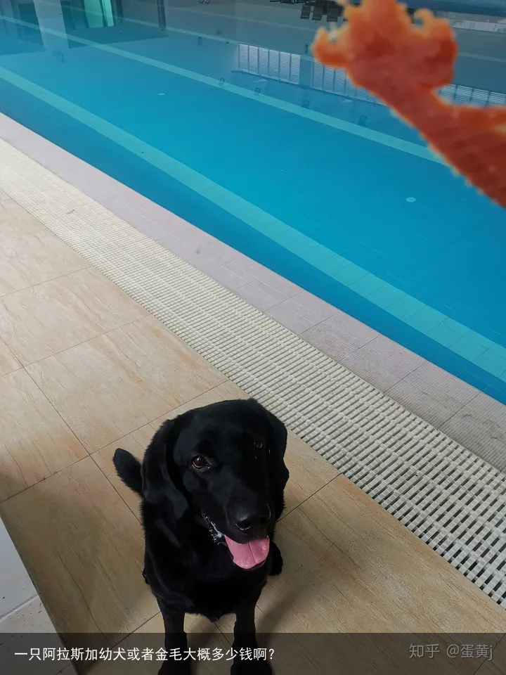 一只阿拉斯加幼犬或者金毛大概多少钱啊？