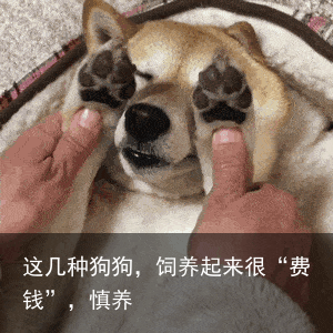 这几种狗狗，饲养起来很“费钱”，慎养