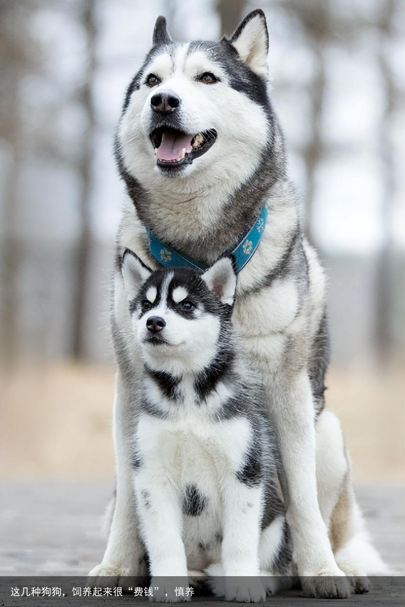 这几种狗狗，饲养起来很“费钱”，慎养