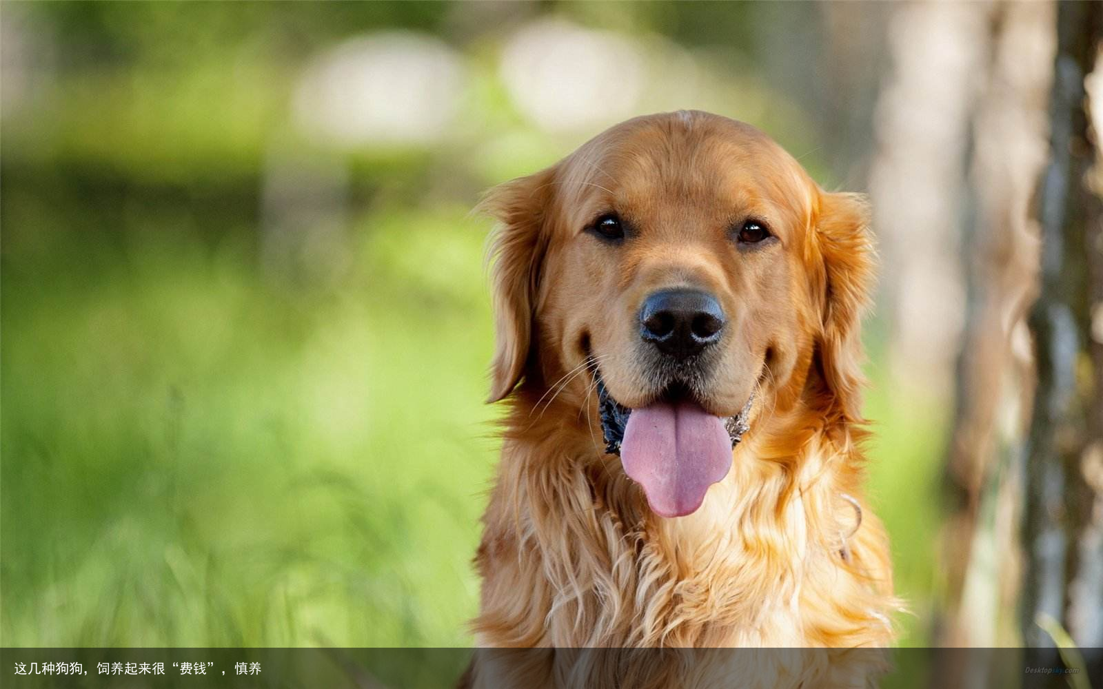 这几种狗狗，饲养起来很“费钱”，慎养