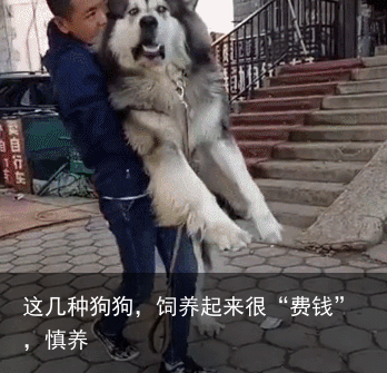 这几种狗狗，饲养起来很“费钱”，慎养