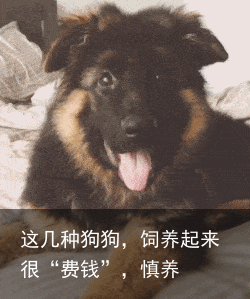 这几种狗狗，饲养起来很“费钱”，慎养