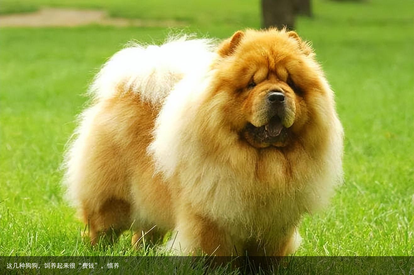 这几种狗狗，饲养起来很“费钱”，慎养