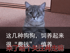 这几种狗狗，饲养起来很“费钱”，慎养