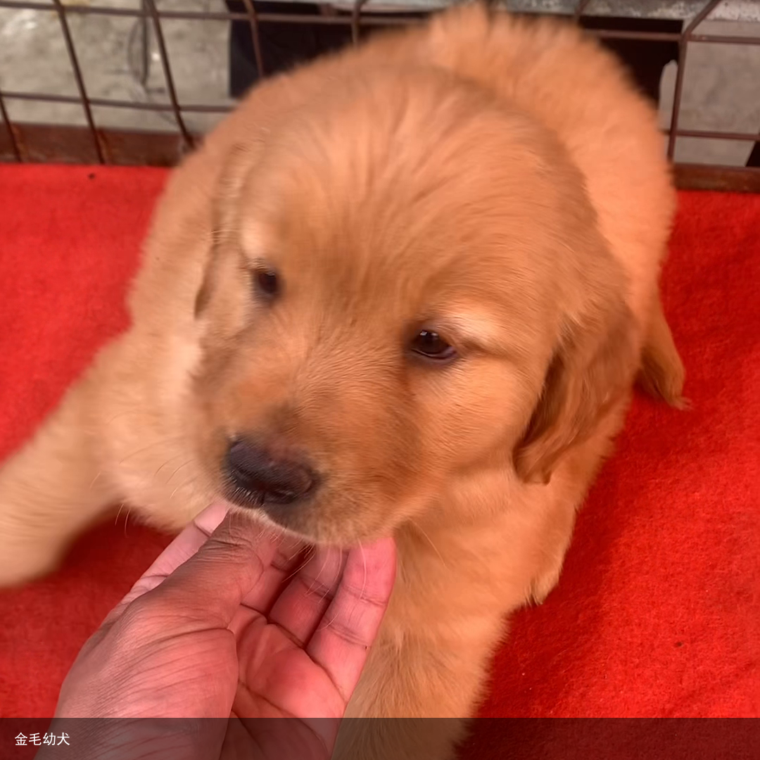 金毛幼犬