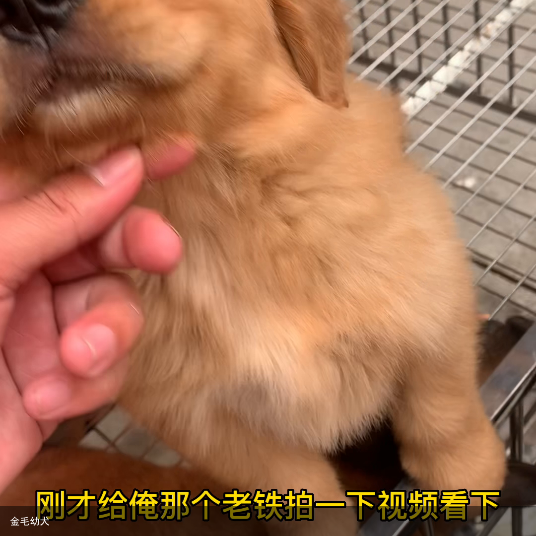 金毛幼犬