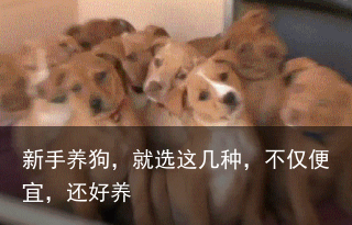 新手养狗，就选这几种，不仅便宜，还好养