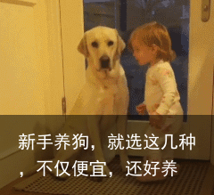 新手养狗，就选这几种，不仅便宜，还好养