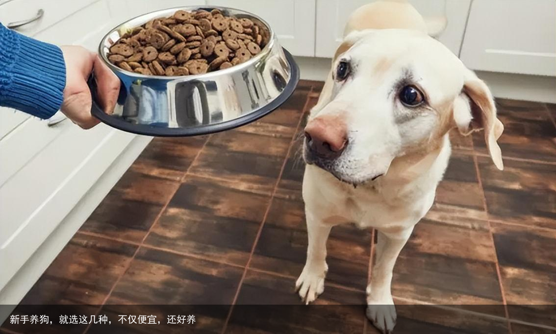 新手养狗，就选这几种，不仅便宜，还好养