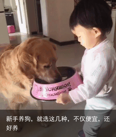 新手养狗，就选这几种，不仅便宜，还好养