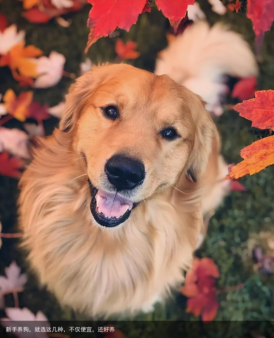 新手养狗，就选这几种，不仅便宜，还好养