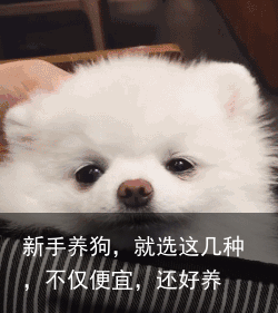 新手养狗，就选这几种，不仅便宜，还好养
