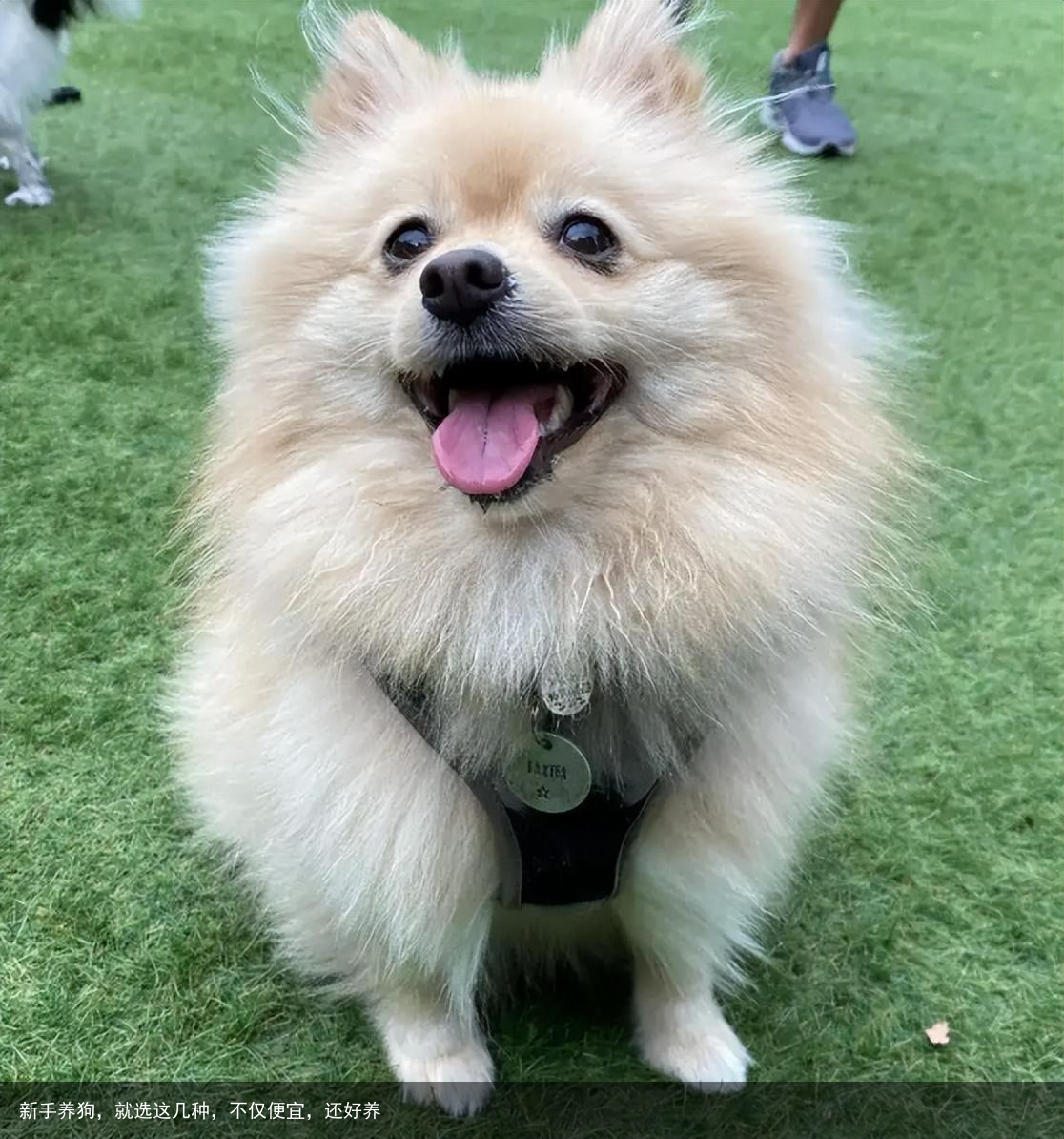 新手养狗，就选这几种，不仅便宜，还好养