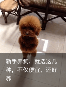 新手养狗，就选这几种，不仅便宜，还好养