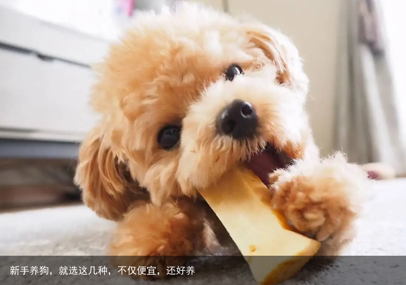 新手养狗，就选这几种，不仅便宜，还好养