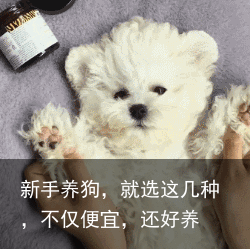 新手养狗，就选这几种，不仅便宜，还好养