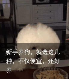 新手养狗，就选这几种，不仅便宜，还好养
