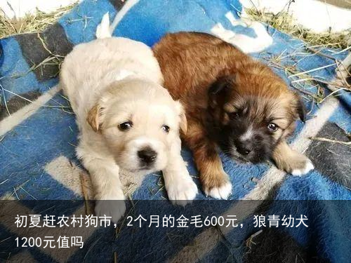 初夏赶农村狗市，2个月的金毛600元，狼青幼犬1200元值吗